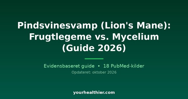 Pindsvinesvamp (Lion’s Mane): Frugtlegeme vs. Mycelium (Guide 2026)