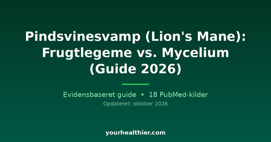Pindsvinesvamp (Lion’s Mane): Frugtlegeme vs. Mycelium (Guide 2026)