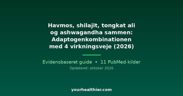 Havmos, shilajit, tongkat ali og ashwagandha sammen: Adaptogenkombinationen med 4 virkningsveje (2026)