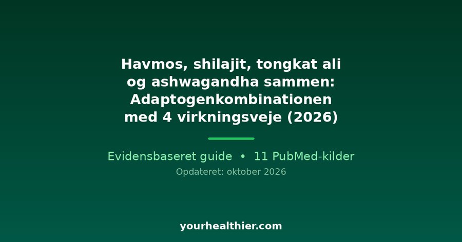 Havmos, shilajit, tongkat ali og ashwagandha sammen: Adaptogenkombinationen med 4 virkningsveje (2026)