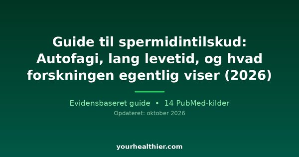 Guide til spermidintilskud: Autofagi, lang levetid, og hvad forskningen egentlig viser (2026)