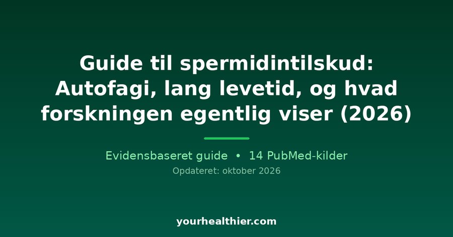 Guide til spermidintilskud: Autofagi, lang levetid, og hvad forskningen egentlig viser (2026)