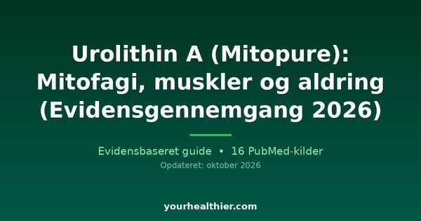 Urolithin A (Mitopure): Mitofagi, muskler og aldring (Evidensgennemgang 2026)
