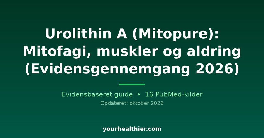 Urolithin A (Mitopure): Mitofagi, muskler og aldring (Evidensgennemgang 2026)